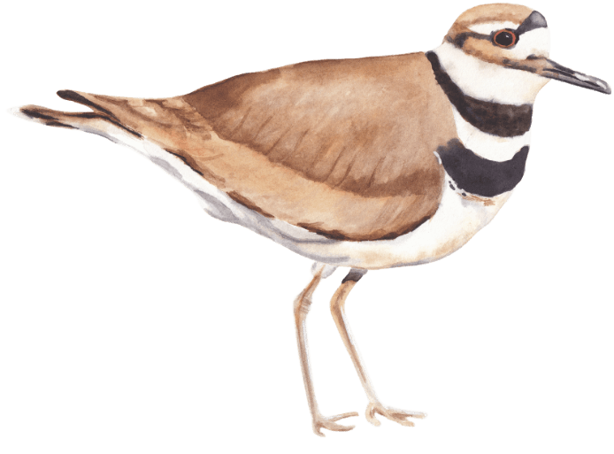 Killdeer